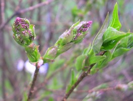 Miss Kim lilac flower buds