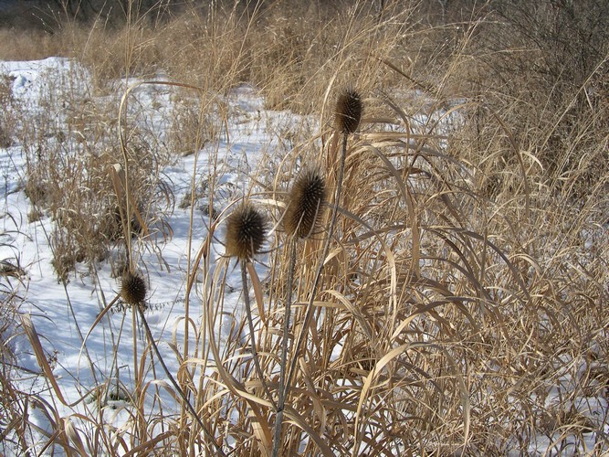 winter teasel bouquet