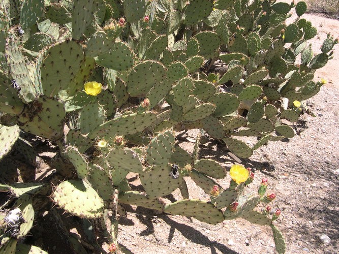 Arizona prickly pear