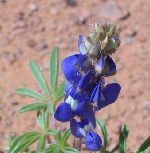 dark blue lupine near Mexican Hat formation in Utah