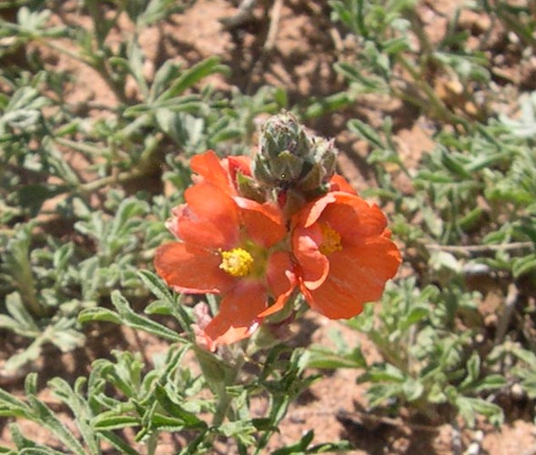 Utah scarlet globemallow