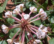 white sand verbena near Mexican Hat formation