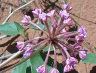 pink sand verbena near Mexican Hat formation