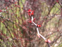 Rosy Glow Barberry