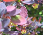 Rosy Glow Barberry