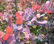 Rosy Glow Barberry