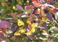 Rosy Glow Barberry