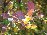 Rosy Glow Barberry