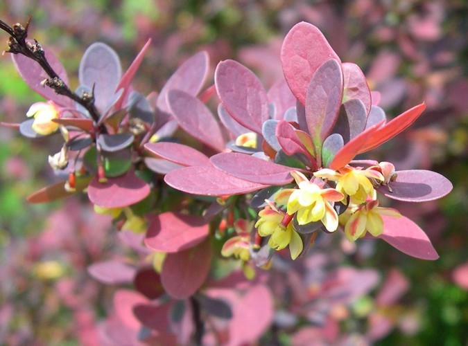 Rosy Glow Barberry