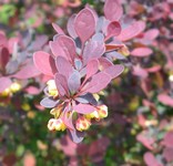 Rosy Glow Barberry