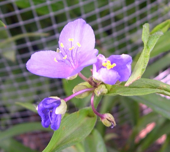 spiderwort