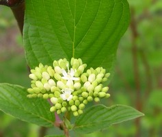 red-twigged dogwood flower buds