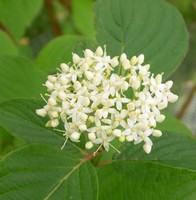 red-twigged dogwood flower