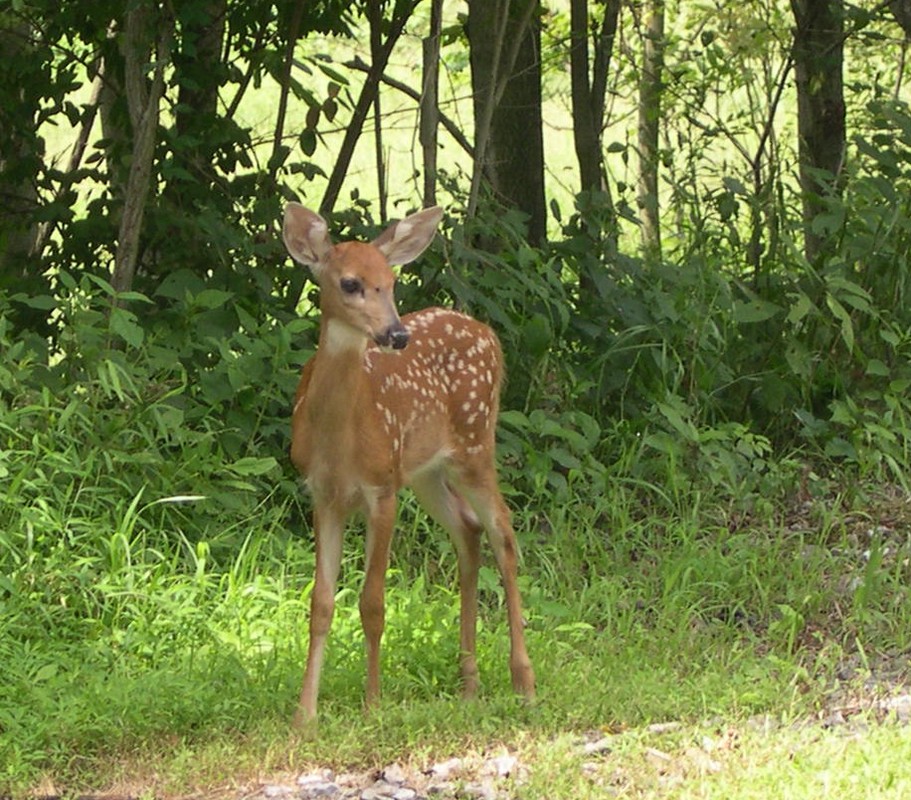 curious fawn