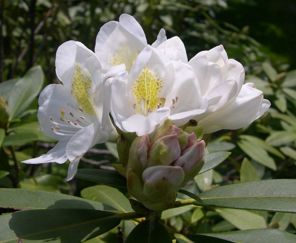 Chionoides catawba rhododendron in bloom