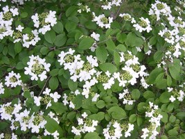 summer snowflake viburnum flowers