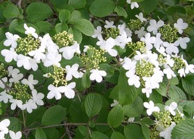 summer snowflake viburnum flowers