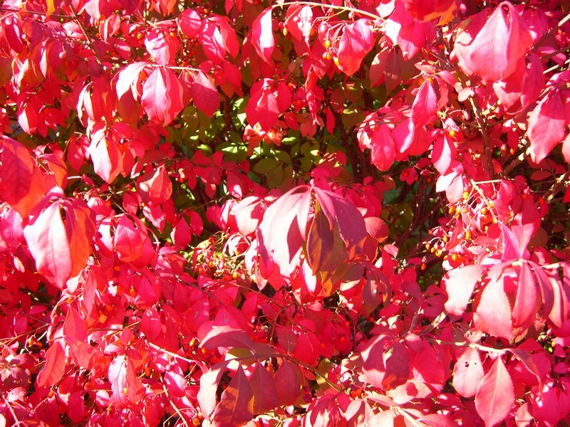 burning bush