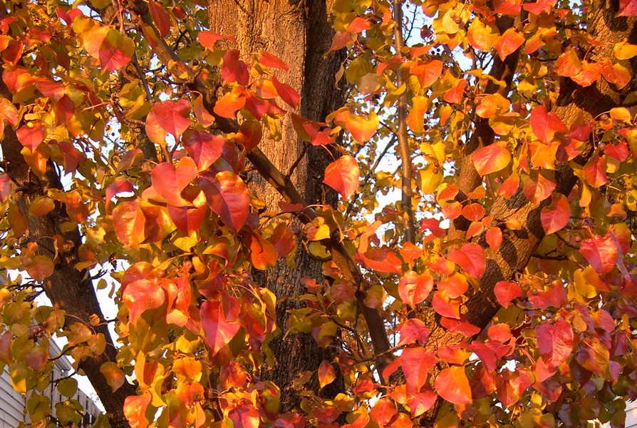 Callery pear tree