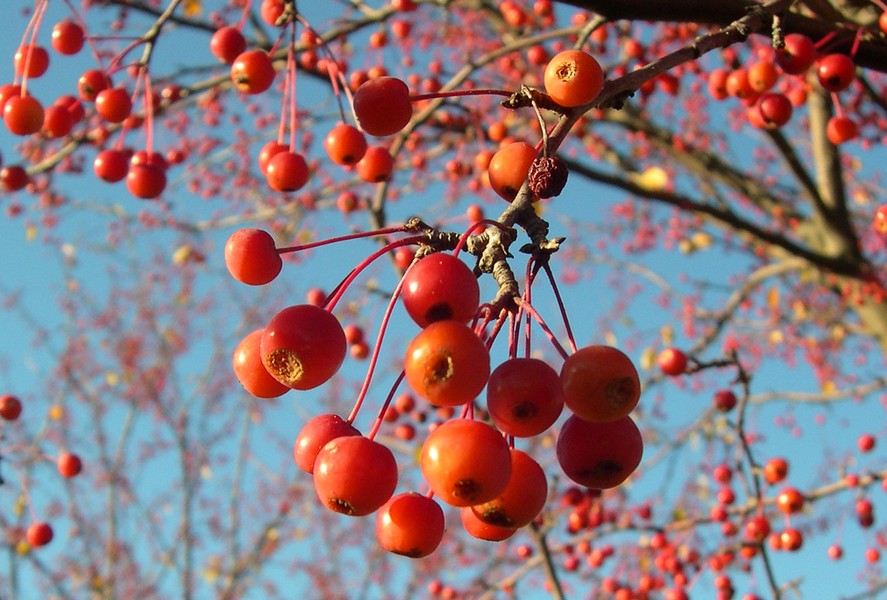 Snowdrift crabapples