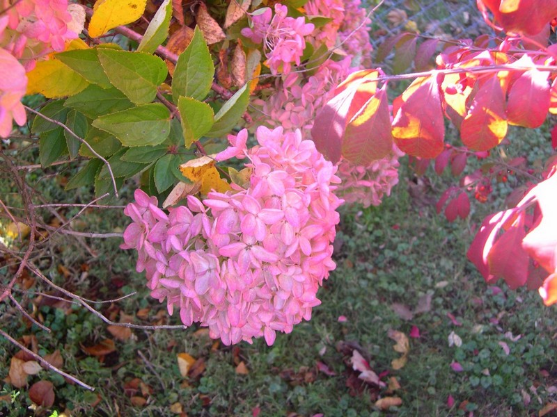 hydrangea paniculata PeeGee