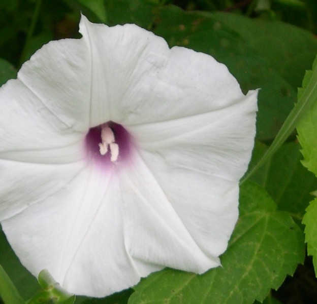 wild morning glory