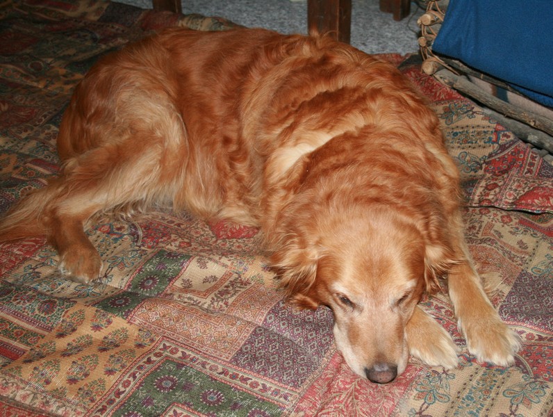 Barkley - Golden Retriever