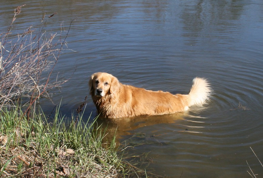 Golden Retriever - Zoe