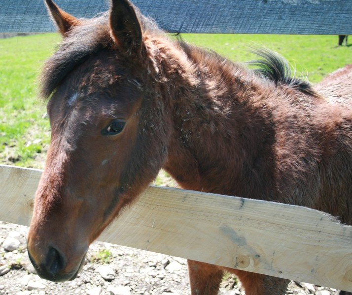 Standard Bred racehorse colt