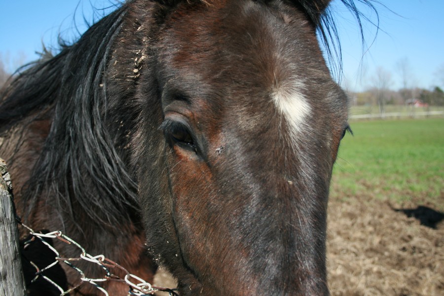 Standard Bred racehorse