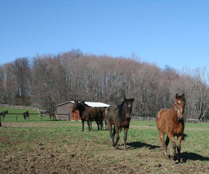 Standard Bred racehorses