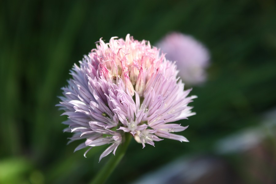 Allium (wild chives)