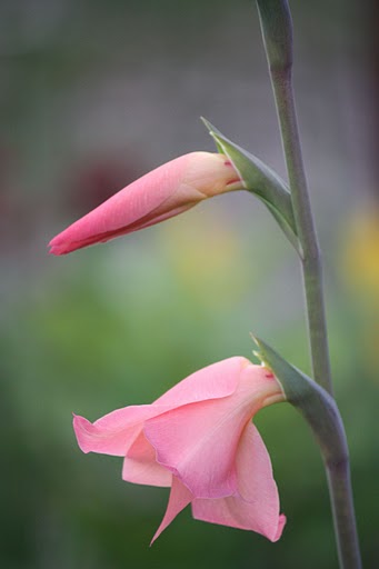 wild gladiolus