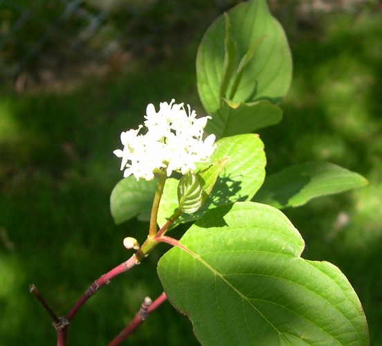 sunlight on red twig dogwood