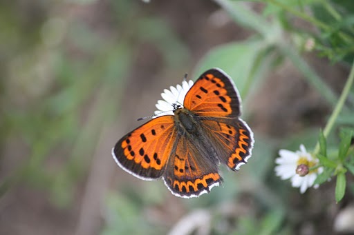 Butterfly - Lansdowne, India