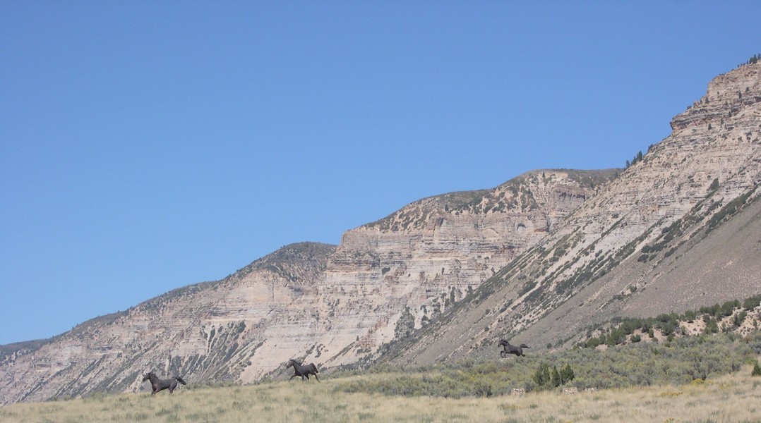 Wild horses on the Kessler Ranch