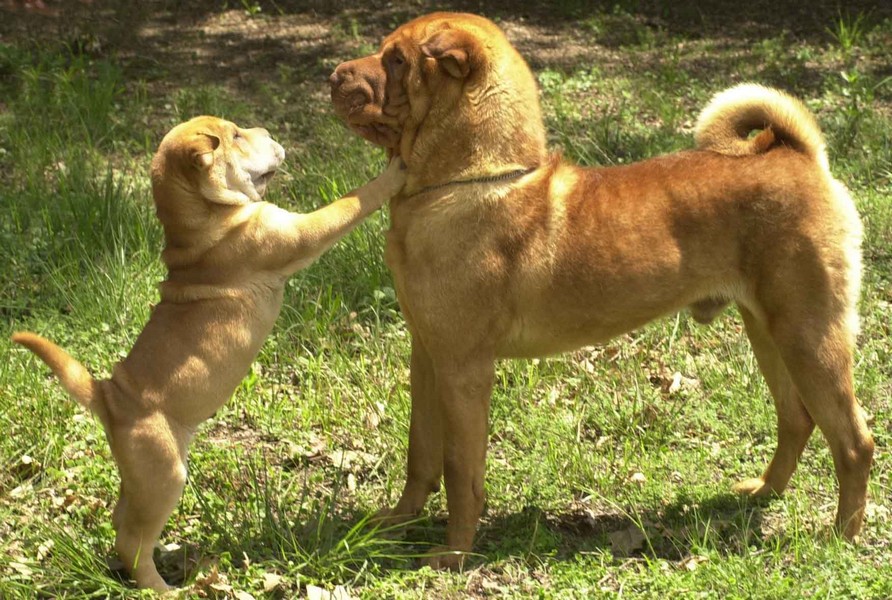 Shar-pei with pup