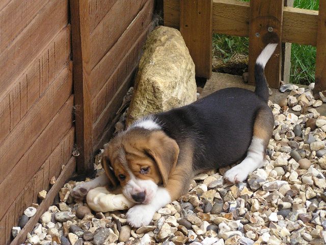 Bogle (boxer + beagle) pup