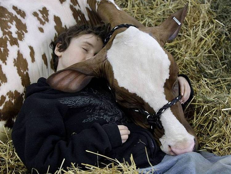 boy asleep with cow