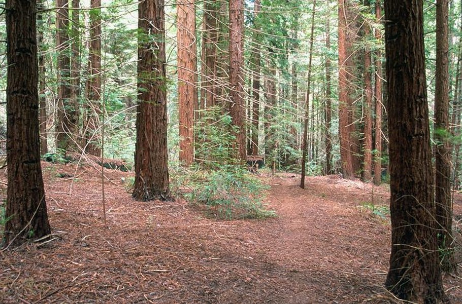 redwoods - photo by Kevin Gong