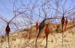 seed pods, photo by Bob Fergeson