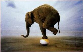 elephant balancing on a ball