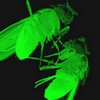 fruit flies