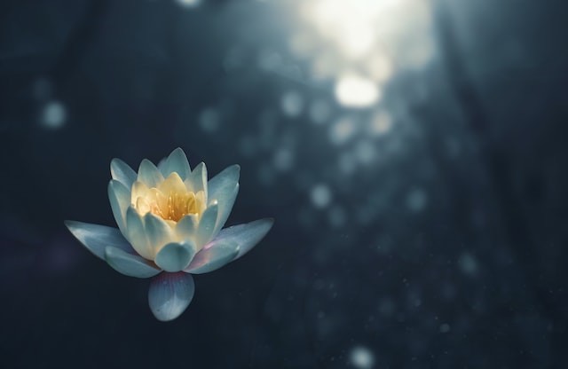 waterlily